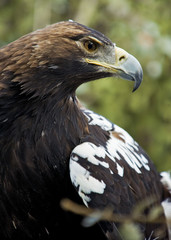 Aguila imperial iberica (Aquila heliaca adalberti)
