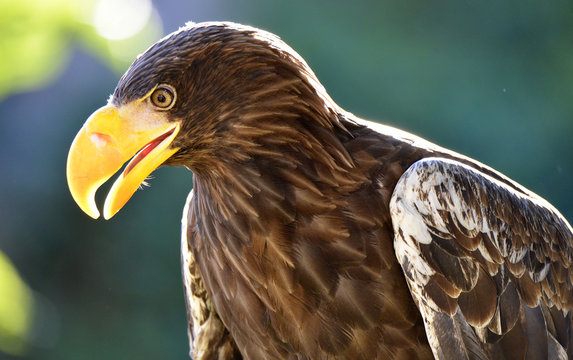 Pigargo de Steller (Haliaeetus pelagicus)