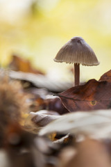 Pilz im Laub 