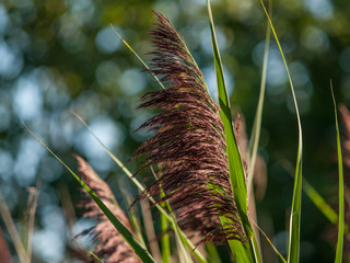 Wild Grass