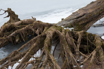 Belarus, Minsk sea - March 7, 2016 A large old tree fell on Minsk Sea ice spread its roots like a terrible hand with fingers, tree bark covered with green moss.