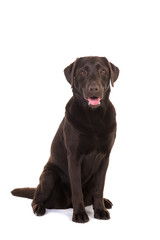 Female chocolate brown labrador retriever dog sitting with its mouth open facing the camera...