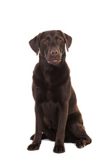 Female chocolate brown labrador retriever dog sitting looking surprised facing the camera isolated on a white background
