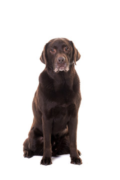 Senior male chocolate brown labrador retriever dog sitting facing the camera isolated on a white background