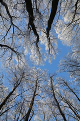 Bäume mit Frost und Himmel