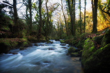 Obraz premium Luxulyan valley near st austell cornwall uk