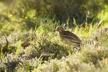 Alcaravan (Burhinus oedicnemus)