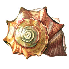 Sea shell painted watercolor. Illustrations of sea shells on a w