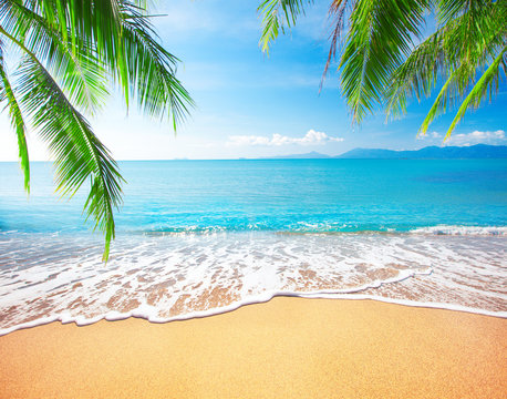 Fototapeta Palm i tropikalna plaża