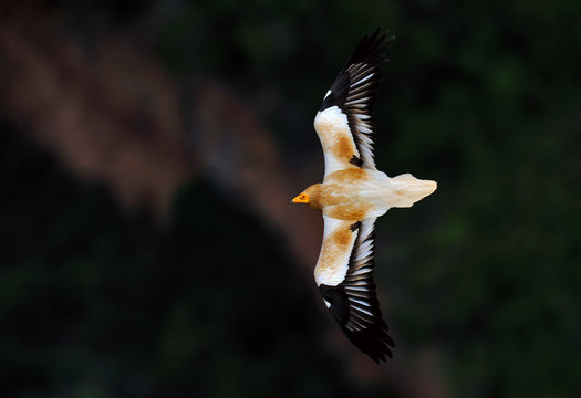 Alimoche (Neoprhon pernocterus)