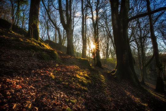 Luxulyan valley near st austell cornwall uk