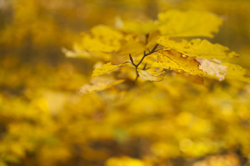 Jesiennie liście - rozmazane tło