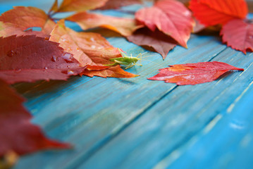 Grasshopper in the colorful autumn leaves on blue and brown wooden background