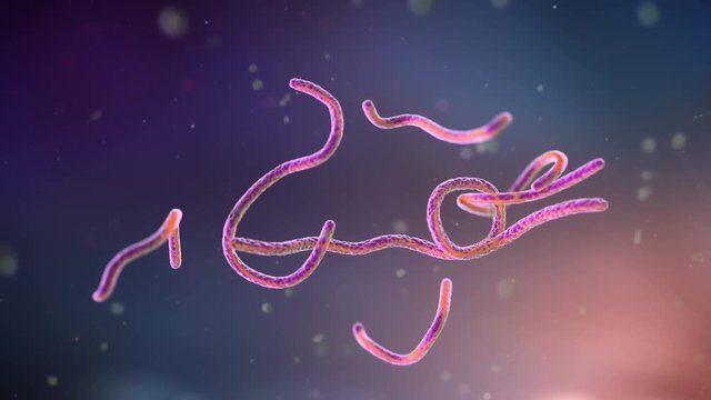 Ebola virus