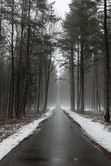 Belarus - 7 March,2016  Autumn the road the misty forest near Minsk Sea Belarus snow the forest.