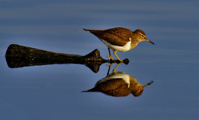 Andarrios chico (Actitis hypoleucos)