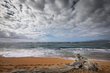 Driftwood on the beach