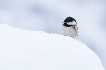 Coal tit (Parus ater) in a snowy winter landscape