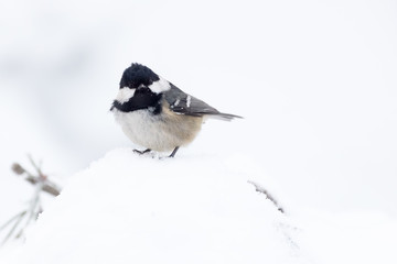 Coal tit (Parus ater) in a snowy winter landscape