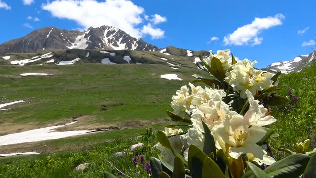 В Кавказском заповедники цветут рододендроны. Россия.