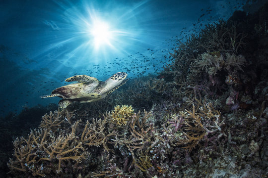Turtle sun