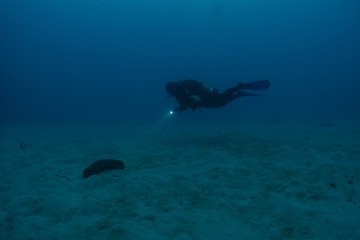 Obraz premium Diver shining a torch on a sea cucumber lying on sandy bottom. Photographed on the Great Barrier Reef.