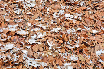Snow fell on the autumn leaves