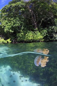 Jellyfish lake 2
