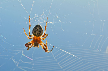 Araña