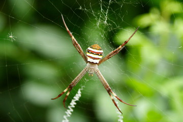 St Andrews Cross spider