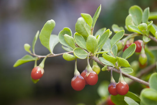 Branch with berries of Chinese boxthorn, wolfberry, or Chinese G