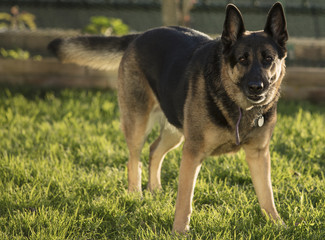 German Shepherd In A Grassy Area