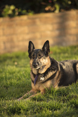 German Shepherd In A Grassy Area