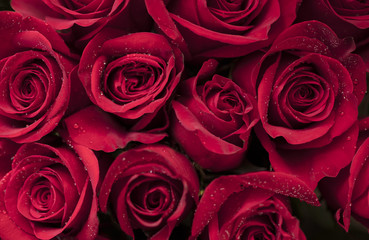 Red Roses for Valentine's or Mother's Day