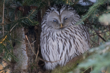 Waldkauz Vogel des Jahres 2017