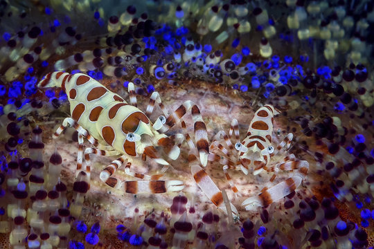 coleman shrimp