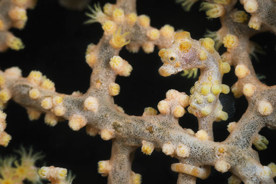 pygmy seahorse