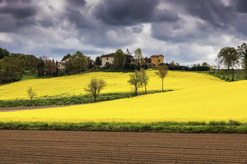 Tuscany landscape - canola field