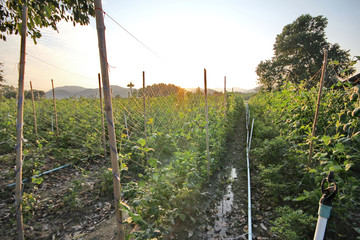 Obraz premium Planting string beans by providing a winding on tightrope .