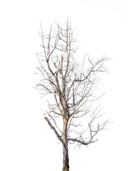 Fototapeta na wymiar Dead tree isolated on white background
