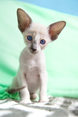 Siamese baby kitten