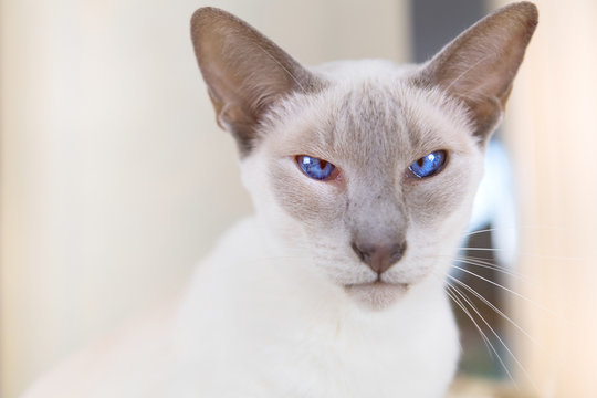 Lilac point siamese cat