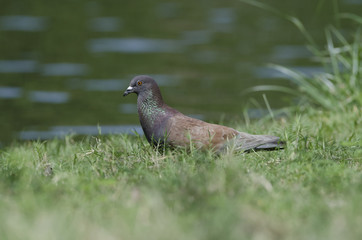 Rock Pigeon tricky walking on grass. Portrait of Rock Pigeon,Bird in Thailand