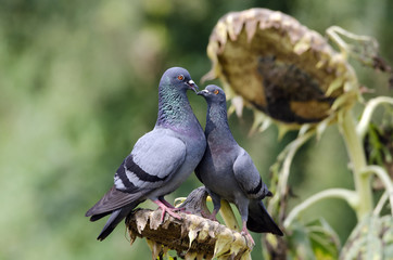 Rock Pigeon perched on dried sunflower. Portrait of Rock Pigeon,Bird in Thailand