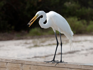 Great egret (Ardea alba) catching a littel fish, Sanibel Island, Florida, USA