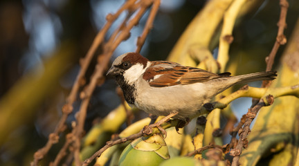 House sparrow (Passer domesticus) on betel palm, Bird of Thailand