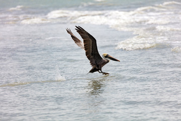 Pelican starts to fly, Sanibel Island, Florida, USA