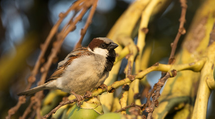House sparrow (Passer domesticus) on betel palm, Bird of Thailand