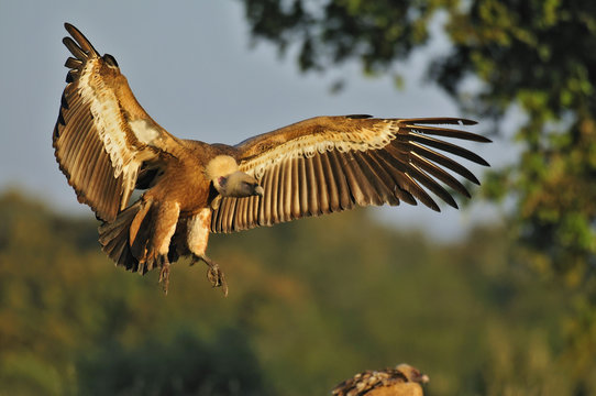 Buitre leonado (Gyps fulvus)