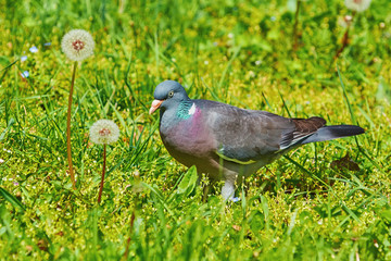 Common Wood Pigeon